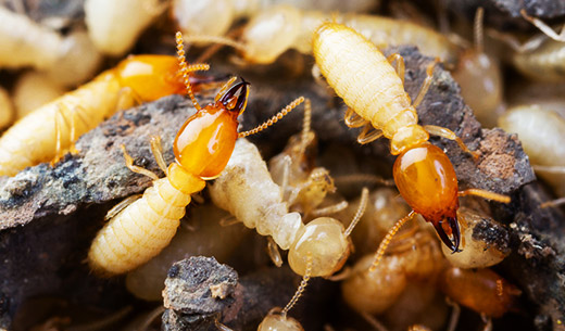 Termite Control