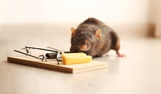 Rat Control