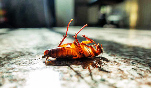 Cockroach Control