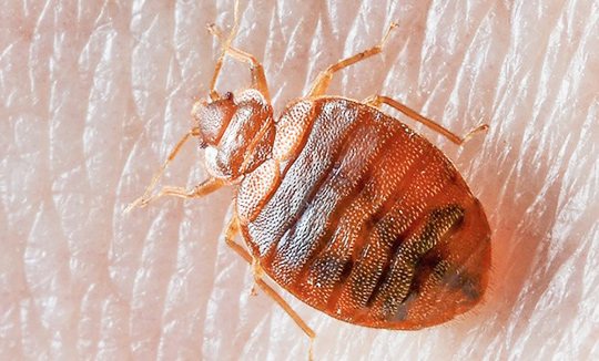 Bed Bug Control